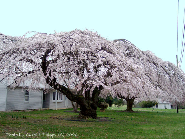 A Marvel to See these Trees in Bloom.