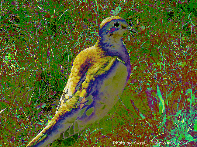 006 Mourning Dove.JPG