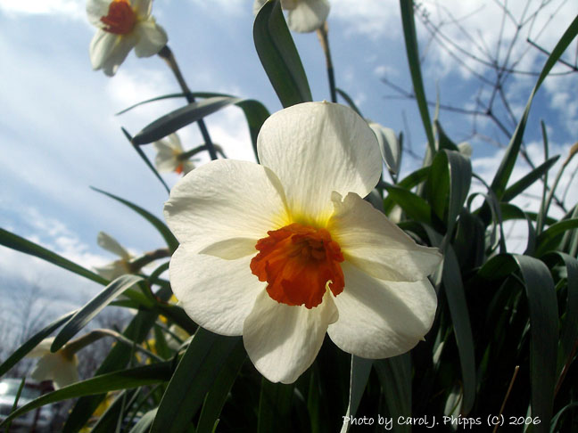 Dreams of Spring