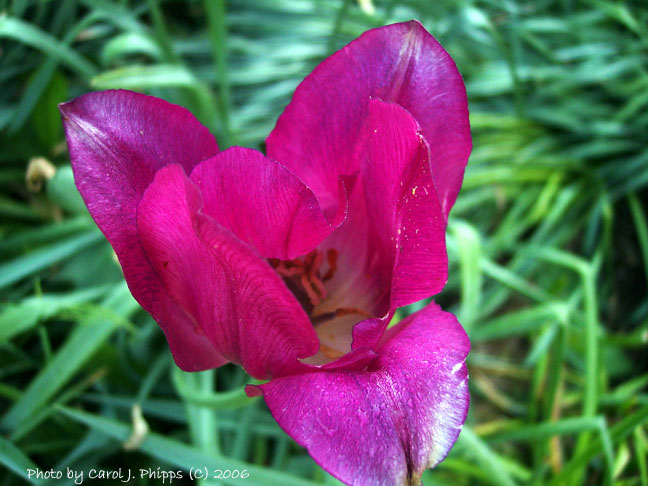 Frost Bitten Tulip.