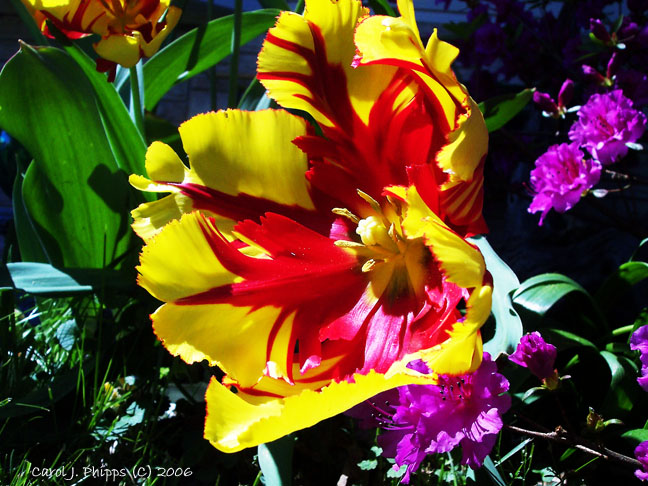 Seven-Inch Tulip.JPG