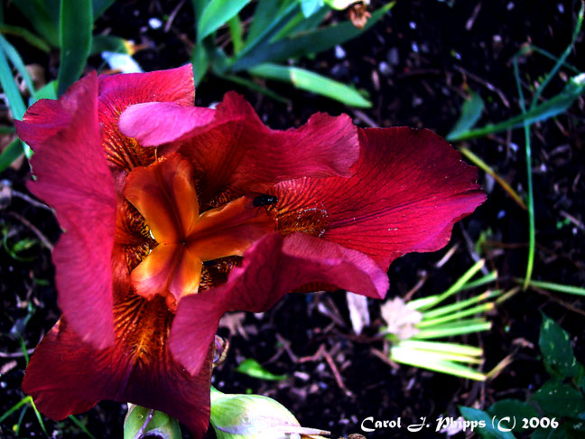 Iris Eye is Smiling!