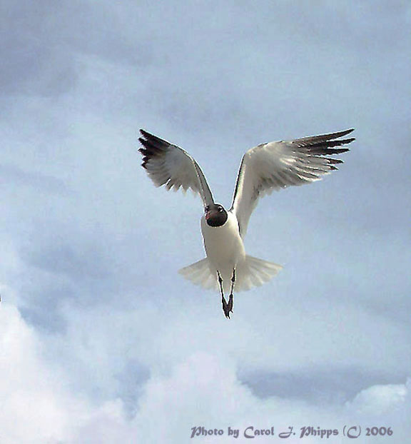 Jonathan Seagull Revisited.JPG