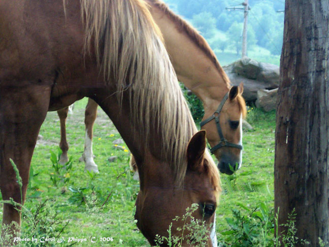 Grazing Ponies.