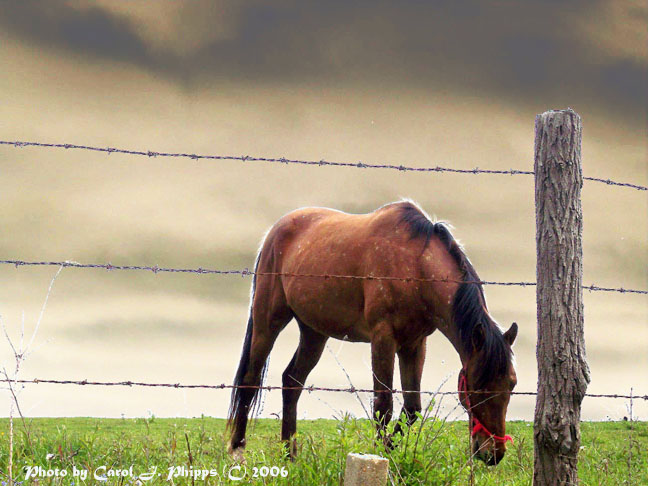 Maryland Horse farm.