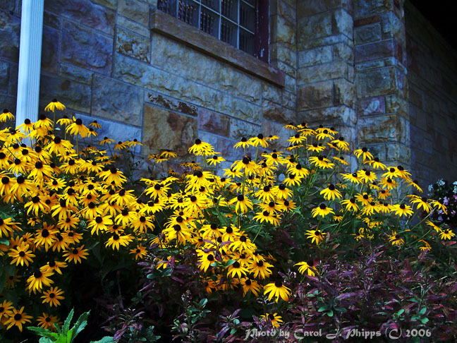 Wall Flowers.