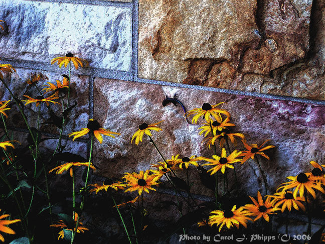 Wall Flowers Too