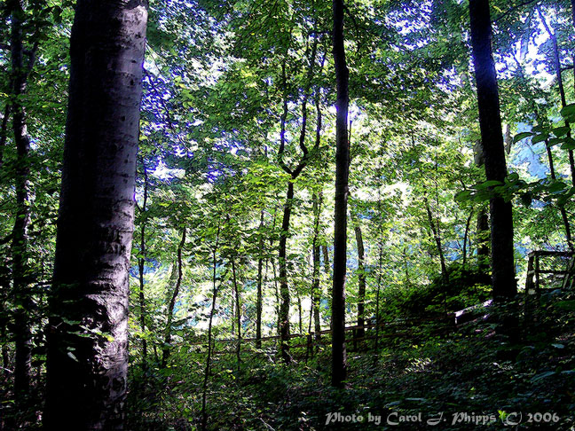 Clifty Falls Park.