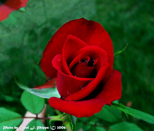 A Rose is a Rose.JPG