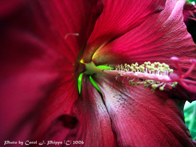 Fun in the Hibiscus Garden!