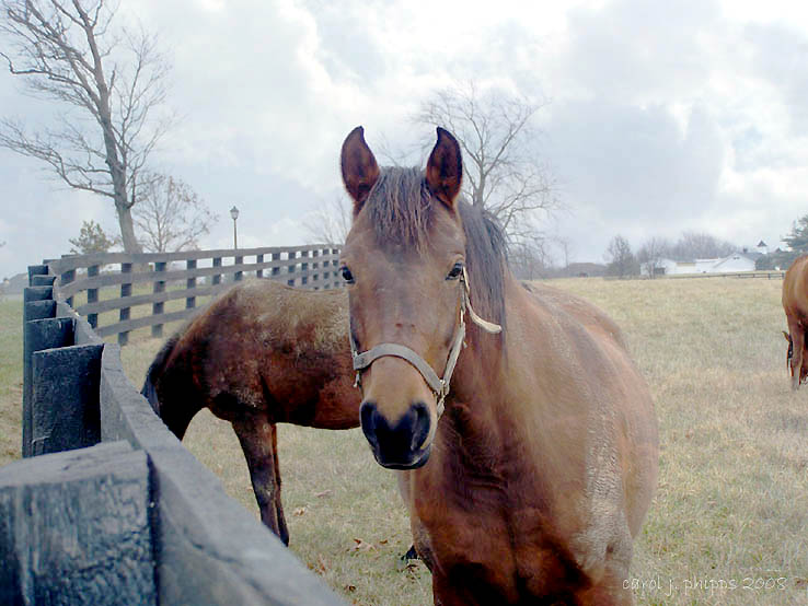 County Farm.