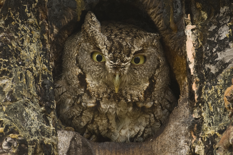 20110415 Great Horned Owl pb _0852