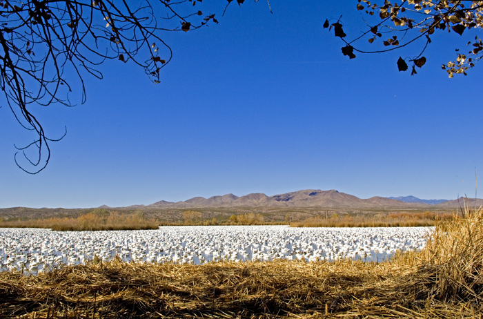 Pond full of Geese