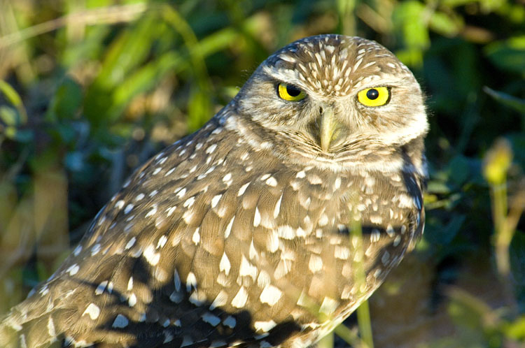 Burrowing Owl 3743