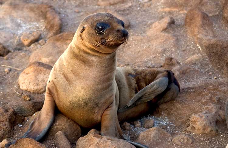 Sea Lion