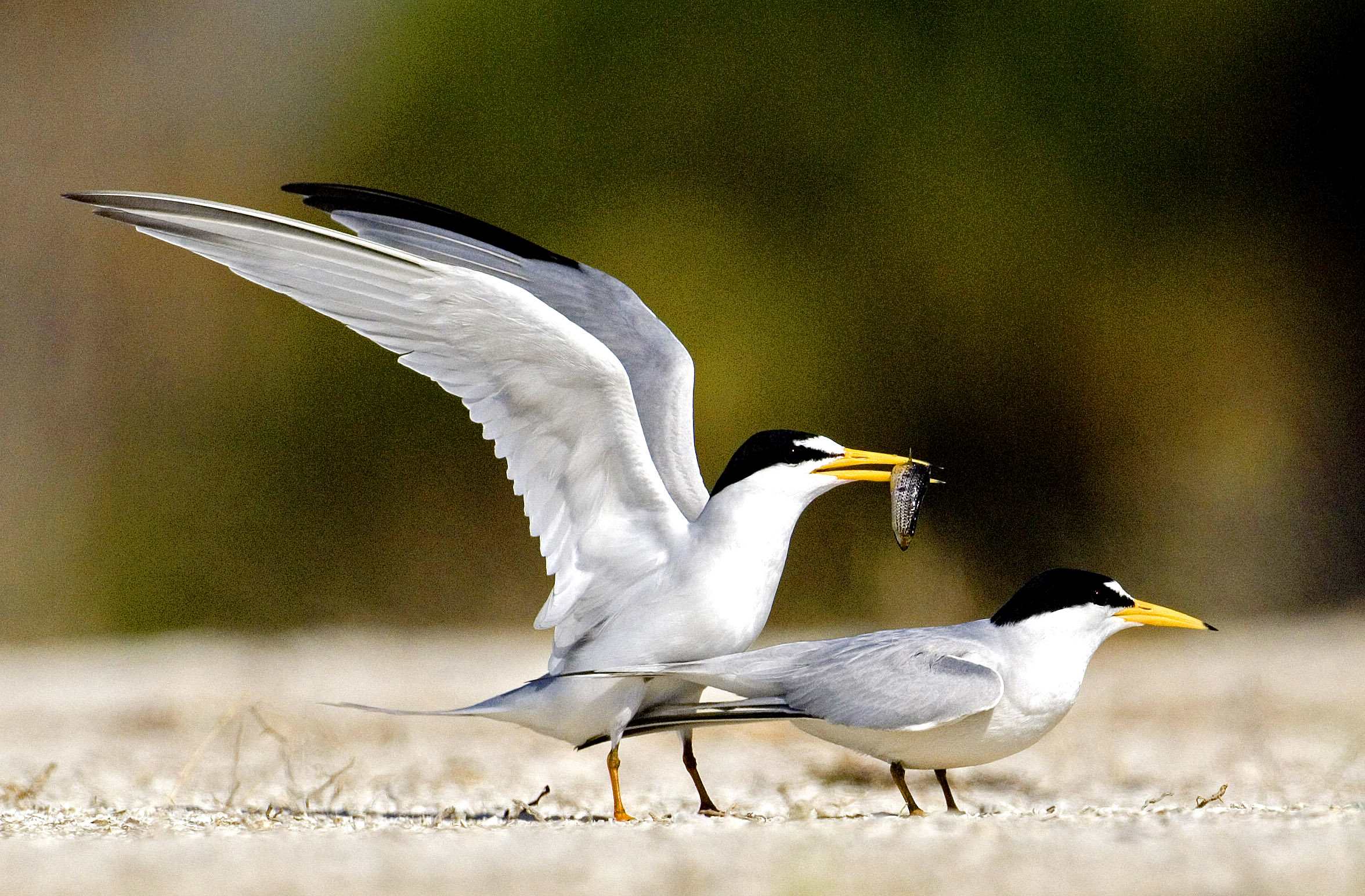 Least Terns 9934