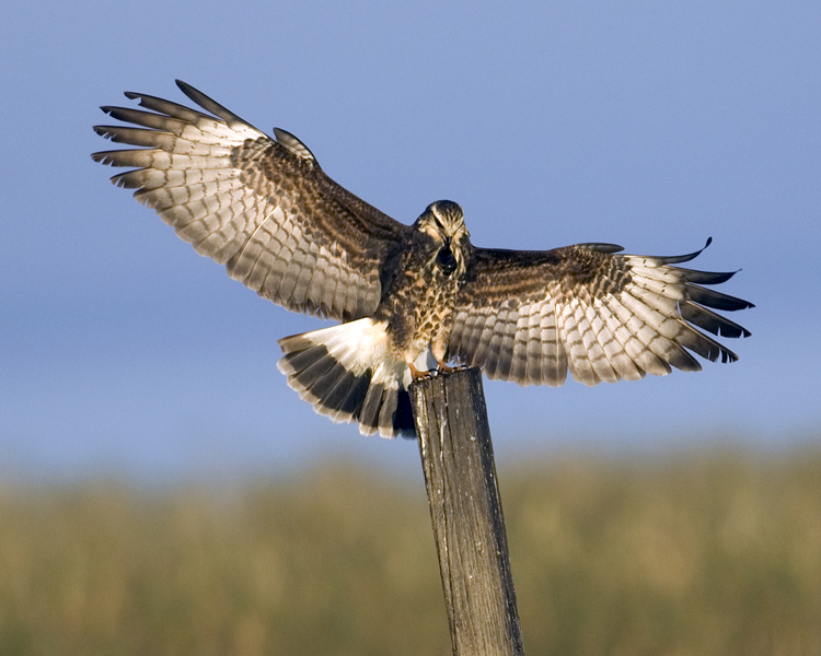 Snail Kite Female  8183