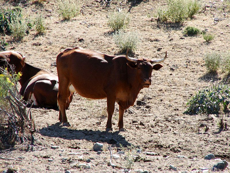 Mojave National Preserve