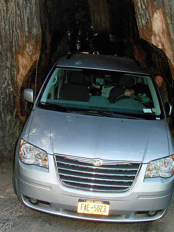 Drive Thru Redwood Tree