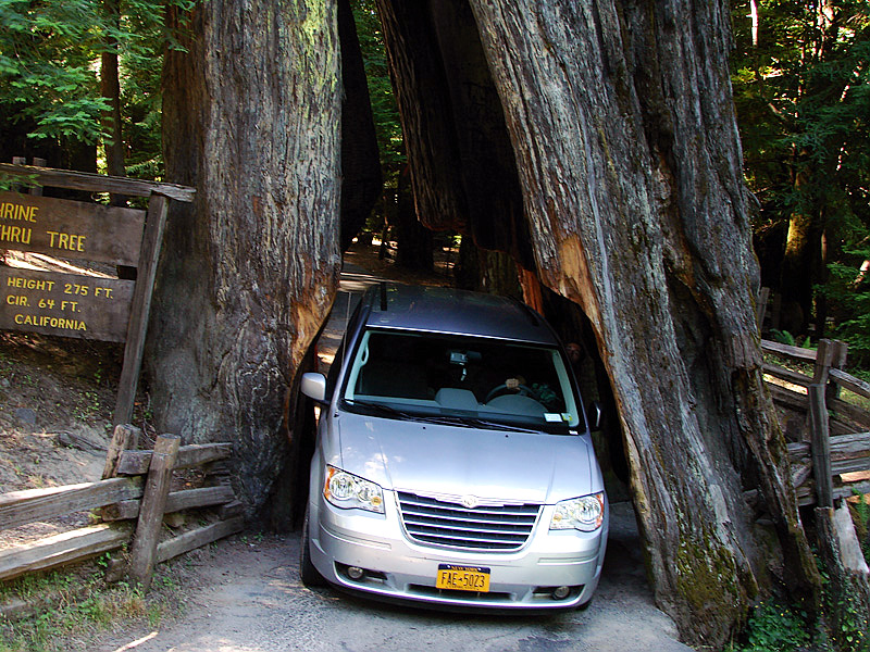 Drive Thru Redwood Tree