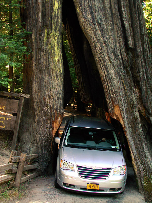 Drive Thru Redwood Tree <BR>V I D E O