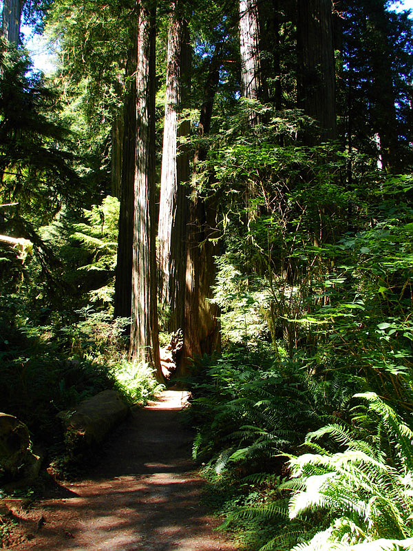 Simpson Reed Grove Redwoods