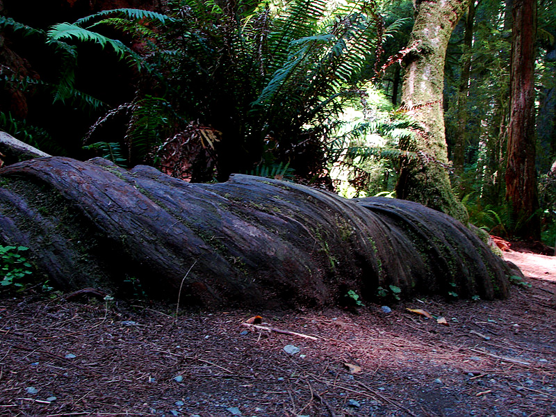 Simpson Reed Grove Redwoods