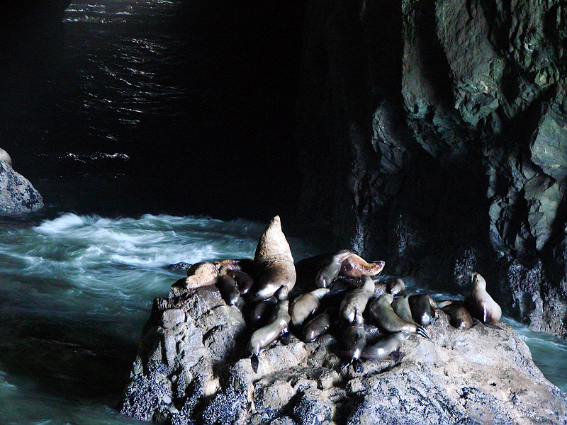 Sea Lion Cave Photo & VIDEO