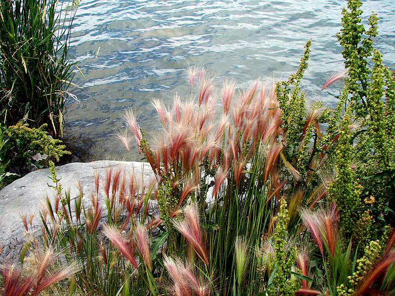 Minidoka Nat Wildlife Refuge (Idaho)