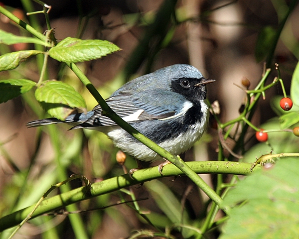 Black-throated blue Warbler