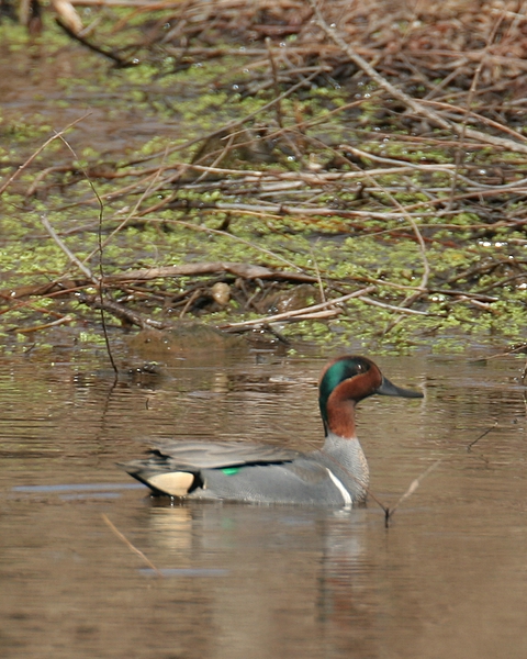 Green-winged Teal (Male)