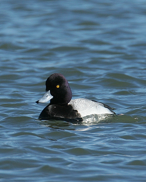 Lesser Scaup