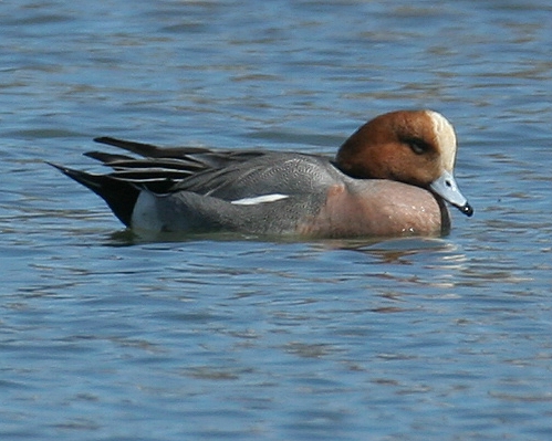 Eurasian Wigeon
