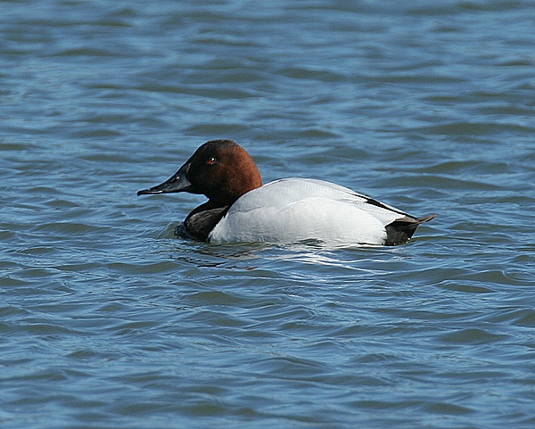 Canvasback (Male)