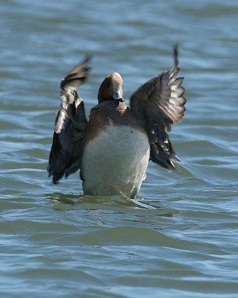 Eurasian Wigeon (Male)