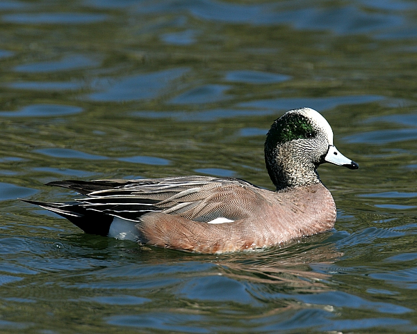 American Wigeon (Male)