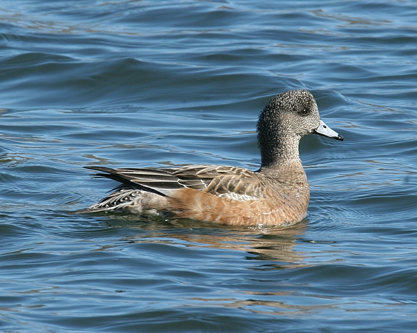 American Wigeon (Female)