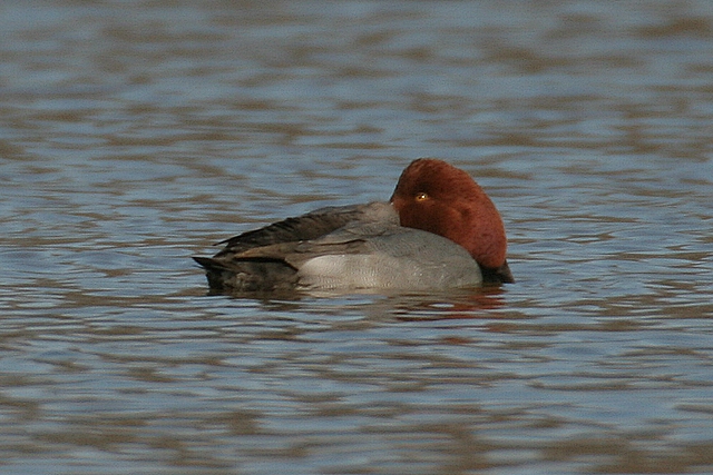 Redhead (Male)