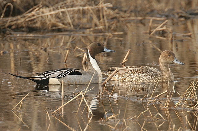 Northern Pintails