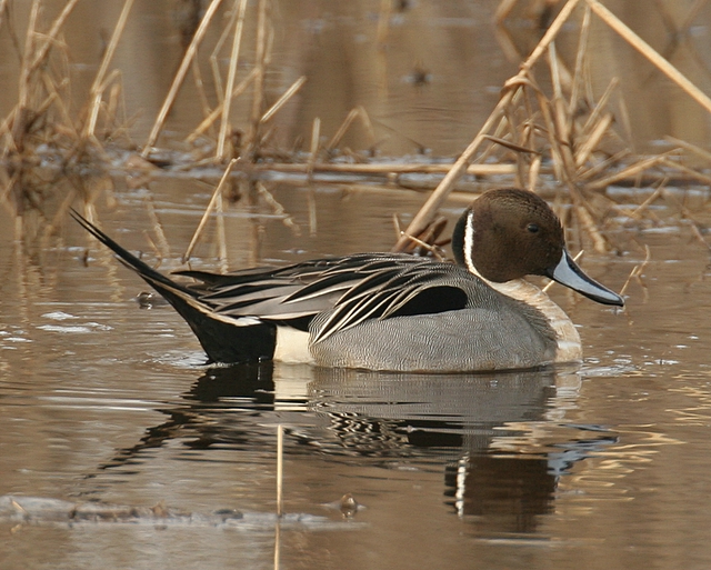 Northern Pintail (Male)