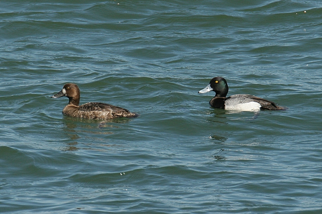 Greater Scaups