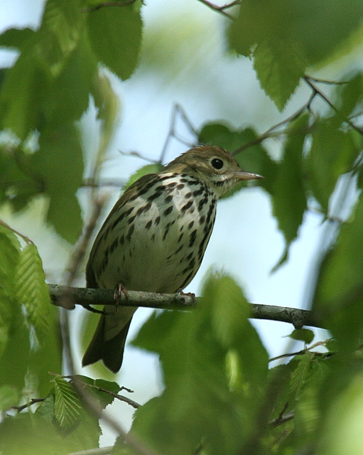 Ovenbird