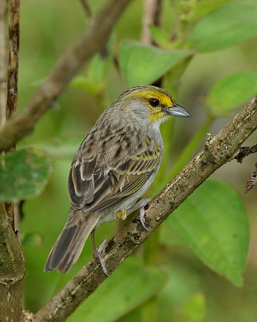 Yellow-browed Sparrow