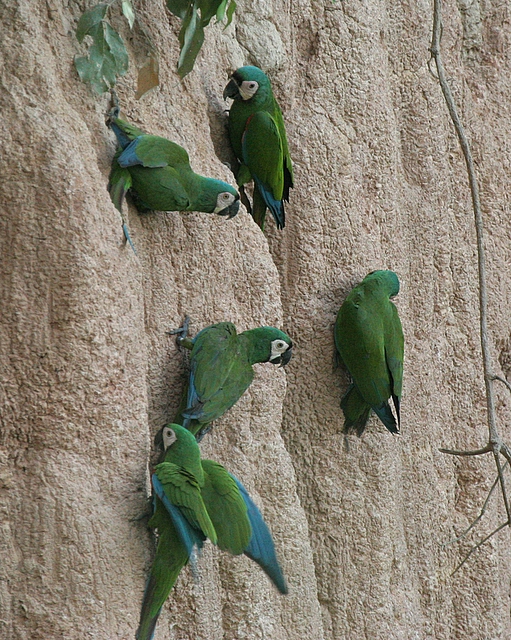 Chestnut-fronted Macaws