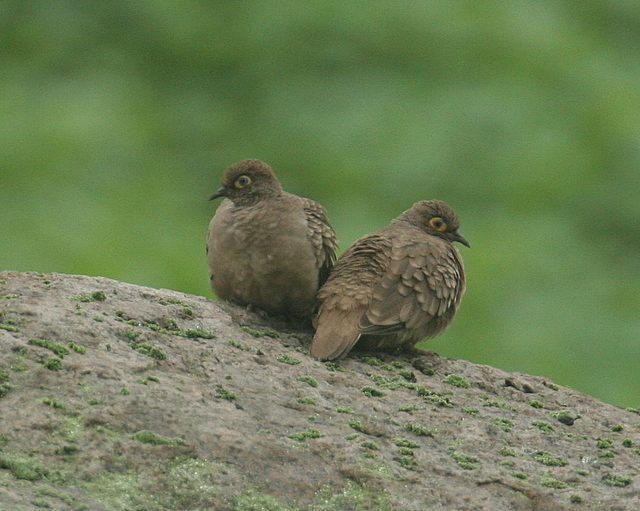 Bare-faced Ground-doves