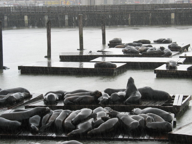Sea lions at Fishermans Wharf