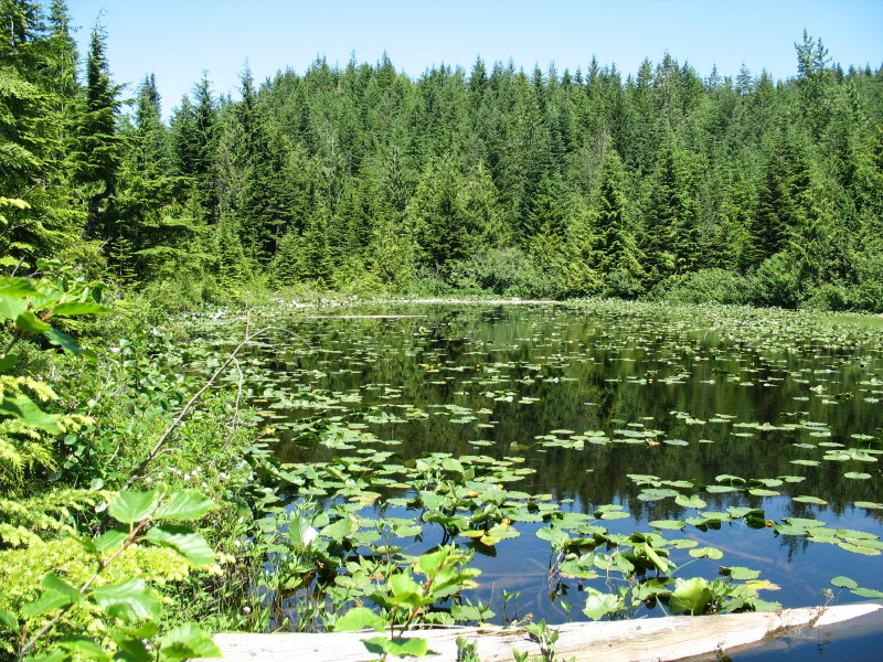 The lake was nice... the clouds of mosquitos surrounding it were not
