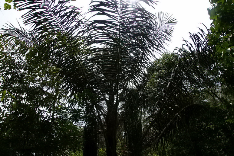 DSC08237er.JPG