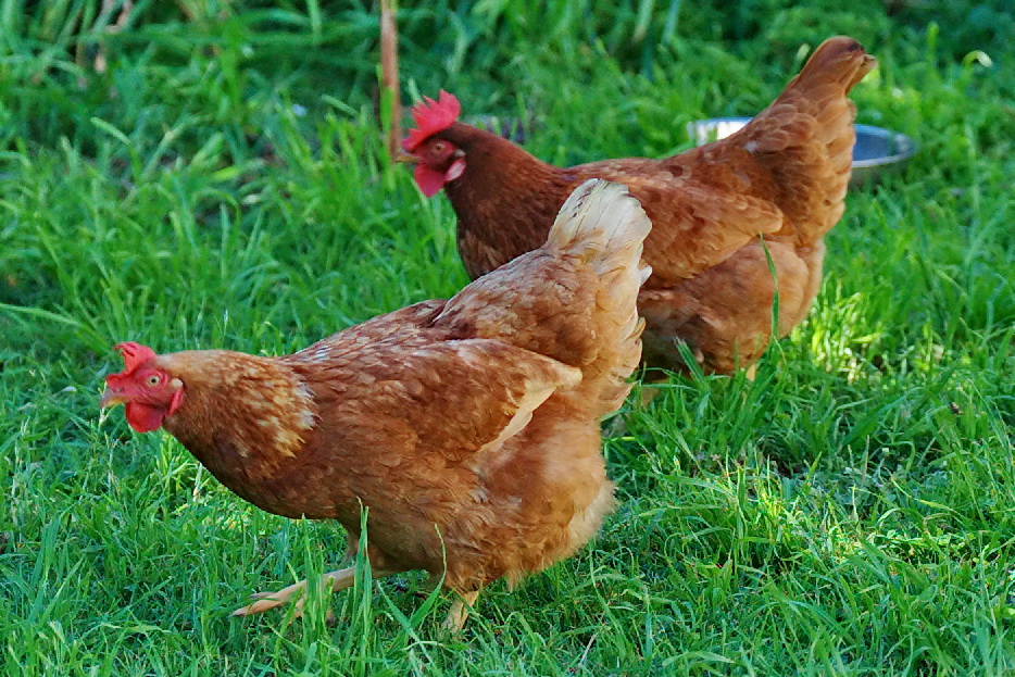 Lohmann Brown Laying Hens, Australia, Victoria photo - George Fricker ...