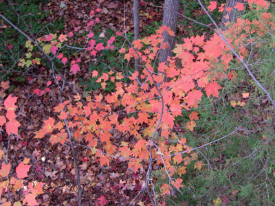 o4/64/818264/1/90703398.DNjalFaK.PinkAutumnLeaves.jpg